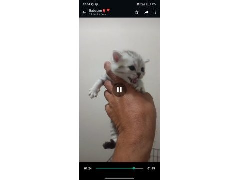 Ciddi düşünen yazsın kedimiz dişi ücretlidir