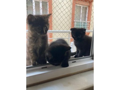 British shorthair bebeklerime yuva arıyorum
