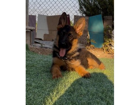 Üst düzey alman çoban köpeği yavruları secereli
