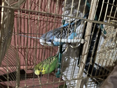 Pazarlık olur ele kola alışkın muhabbet kuşu