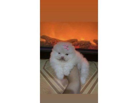 Üst kalite pomeranian boo mikro