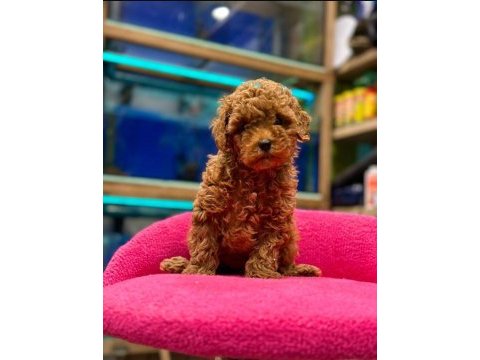 Red brown poodle yavruları aşılı