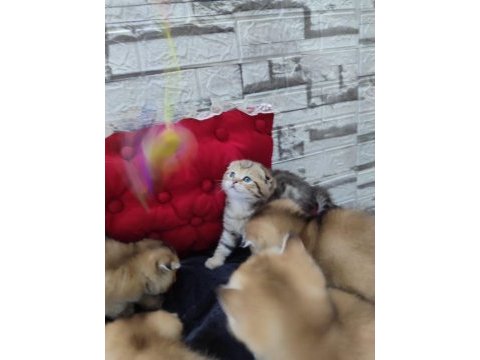 Black golden tabby scottish fold farklı olmayı sevenlere