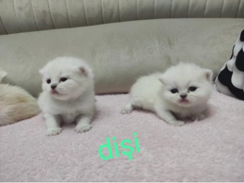 Kendi kedimin british longhair yavruları