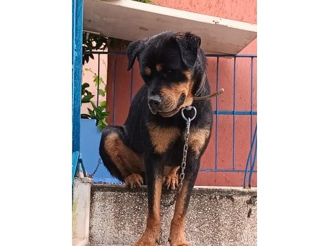 Rottweiler çocuklarla arası iyidir