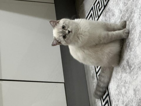 British shorthair 8 aylık dişi