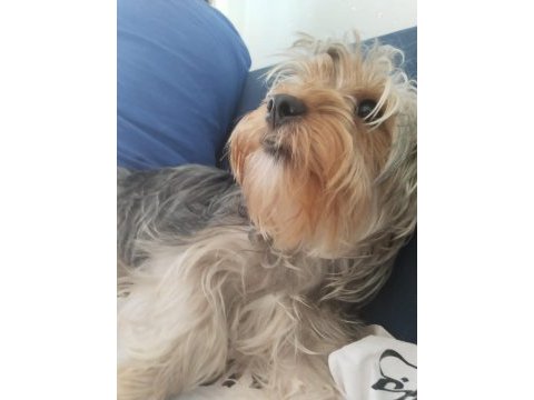 Baba saf kan teacup yorkshire terrier yavrularımız