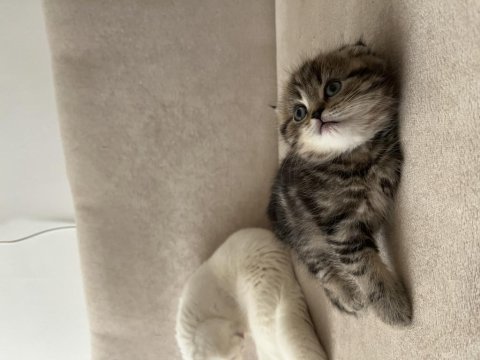 Scottish fold bebeklerimiz