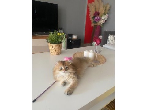 British longhair golden ny11 yavrumuz full şecereli