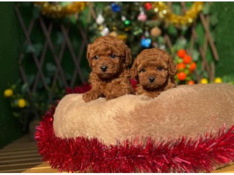 Toy poodle köpekler referans yavru