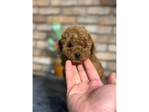 En küçük boy toy poodle yavrularım