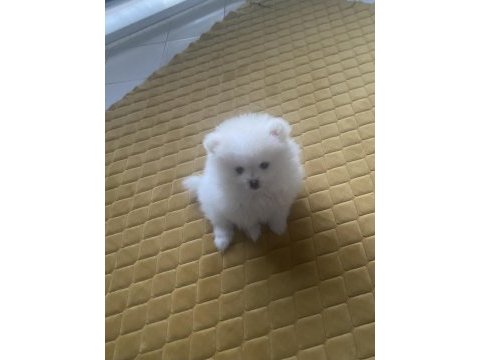 Pomeranian boo kar beyaz 2 aylık erkek