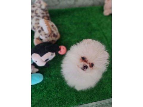Minik panda pomeranian dişiler