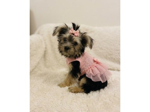 Teddy yorkie bebek
