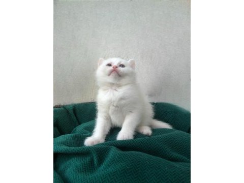 2 aylık british shorthair