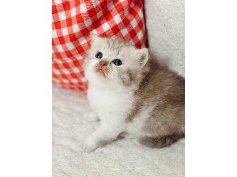 British shorthair dişi bebek