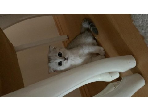 Scottish fold 2 aylık dişi yavru