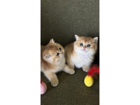 Golden british shorthair kadıköy