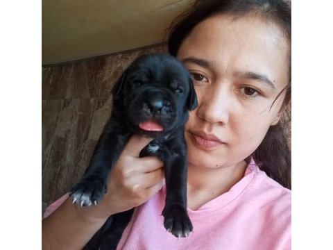Cane corso yavrularımız