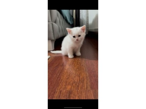 Beyaz british shorthair detaylar verilebilir