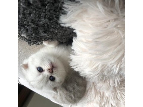 Yavru scottish fold