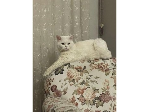 British kedim için eş aranıyor