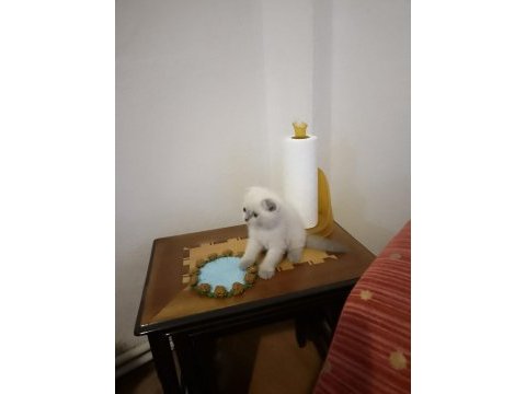 Scottish fold kedileri