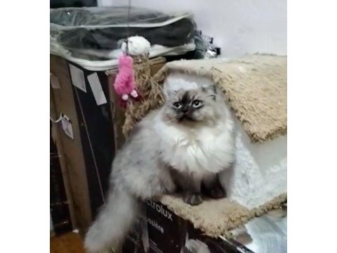 British longhair blue point - erkek yavru aslan