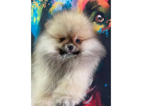 Üst kalite pomeranian boo erkek güzeli