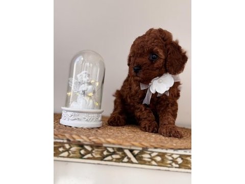 Dişi toy poodle