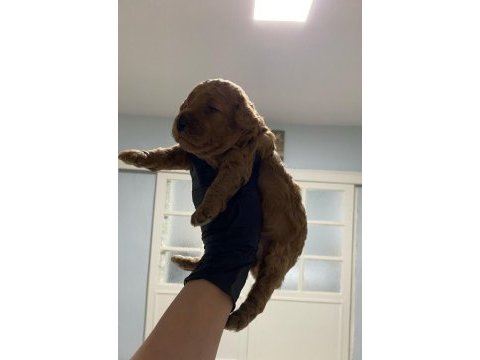 Toy poodle yavrularım aşılı orijinal