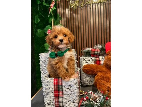 Tarçınlı kurabiye gibi poodle