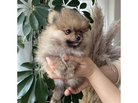 Pomeranian boo yavrumuz yeni yuvasını arıyor