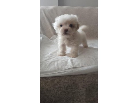 Orjinal maltese terrier bebekler