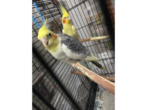 2 tek sultan papağanı lutino ve alaca pied sağlıklı
