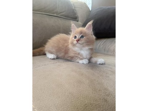 Evde yetişmiş şampiyon dedenin maine coon son torunu hazır