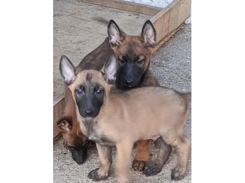 Safkan malinois yavruları dik kulak orjinal