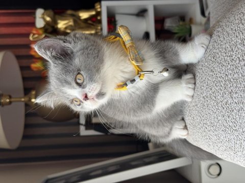 British shorthair bicolor