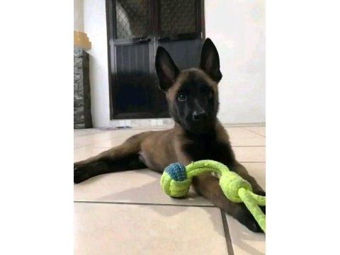 Malinois bebekler safkan orjinal