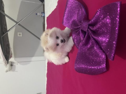 Pomeranian teddy bear