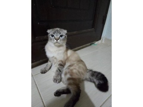 Ücretsiz sahiplendirme scottish fold kedimiz