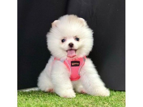 Sevimli pomeranian boo yavrularımız