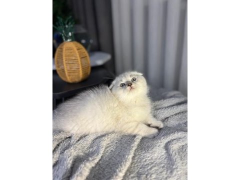 A kalite scottish fold bebek