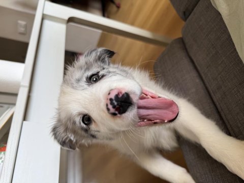 2 aylık blue merle border collie