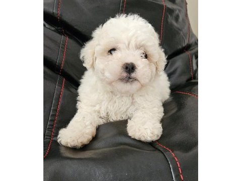 Maltese bebekler