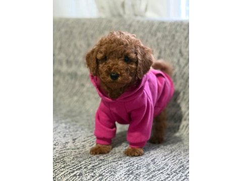 Toy poodle köpeği