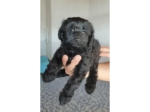 Siyah lekesiz toy poodle yavrularımız