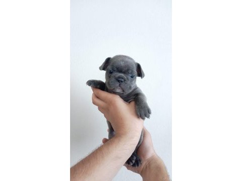 A kalite blue french bulldog yavrumuz