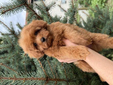 Kg garantili micro teacup red maltipoo