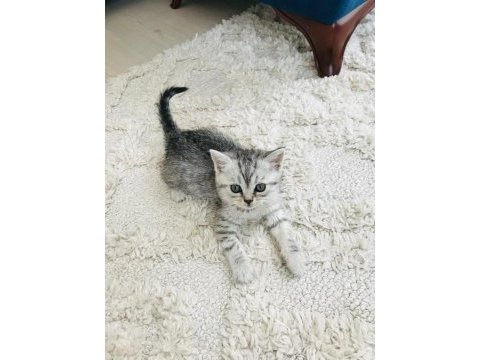 British shorthair güzellik yeni yuvasını arıyor